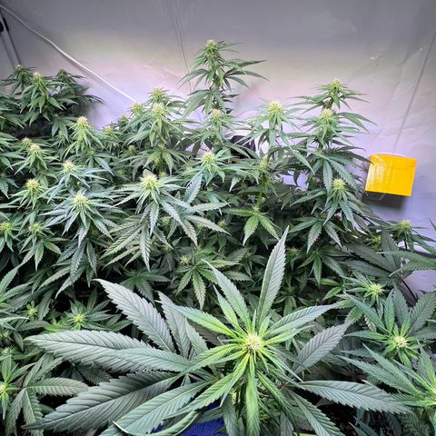 S.N.B  #1 growlog photo: Perfekt Umgestellt! 