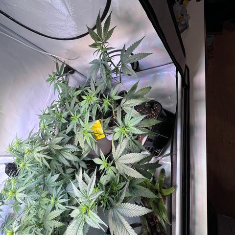S.N.B  #1 growlog timeline photo