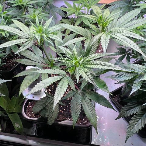 S.N.B  #1 growlog timeline photo