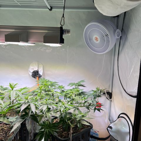 S.N.B  #1 growlog timeline photo