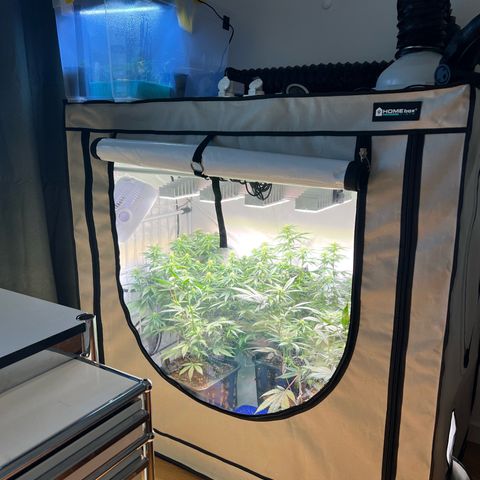 S.N.B  #1 growlog photo: Perfekt Umgestellt!