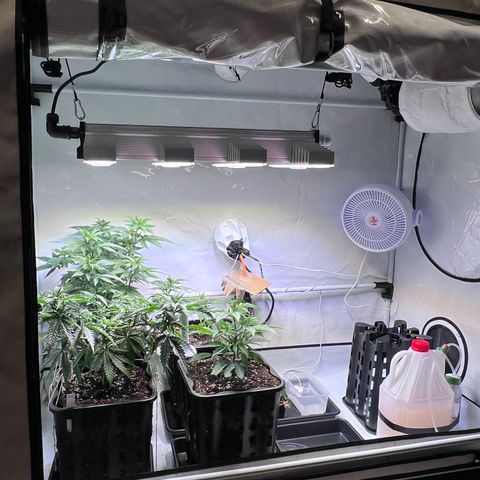 S.N.B  #1 growlog timeline photo