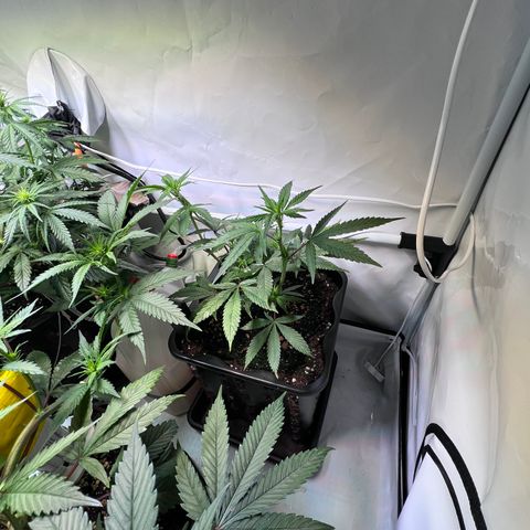 S.N.B  #1 growlog timeline photo