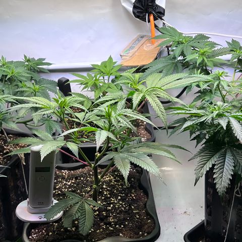 S.N.B  #1 growlog timeline photo