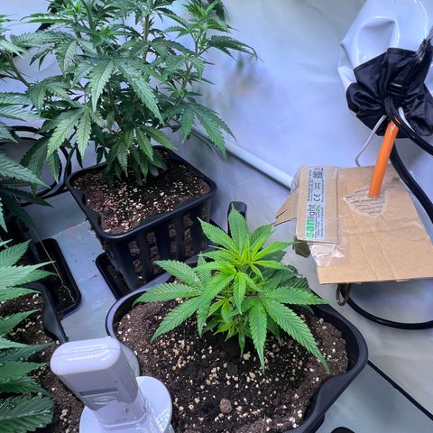 S.N.B  #1 growlog timeline photo