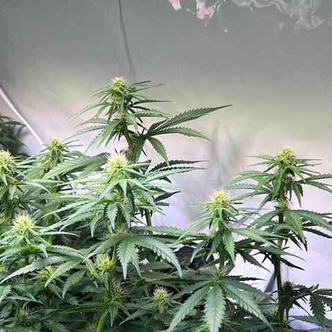 S.N.B  #1 growlog timeline photo