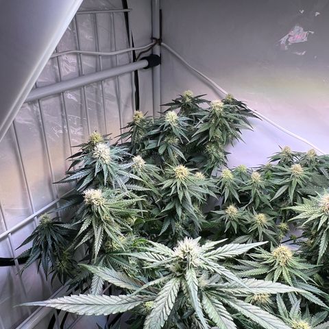 S.N.B  #1 growlog timeline photo