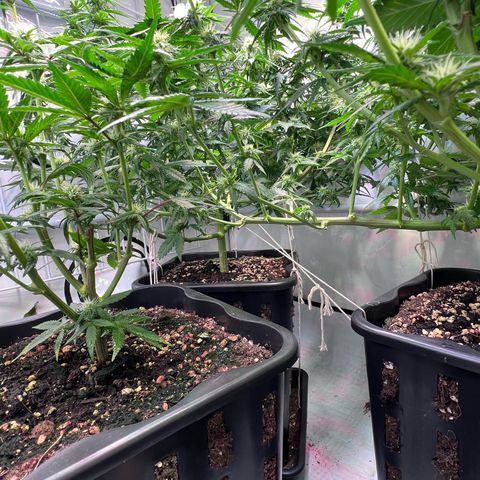 S.N.B  #1 growlog photo: Blätter abgezupft, eine gute Handvoll. 
Fenster gestern mit Klebeband abgedichtet im Schlafzimmer und der Küche.