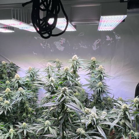 S.N.B  #1 growlog timeline photo