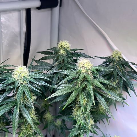 S.N.B  #1 growlog timeline photo