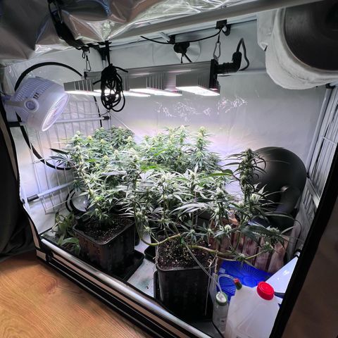 S.N.B  #1 growlog timeline photo