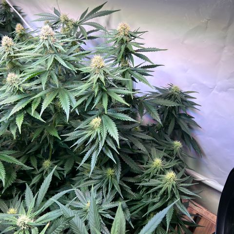 S.N.B  #1 growlog timeline photo