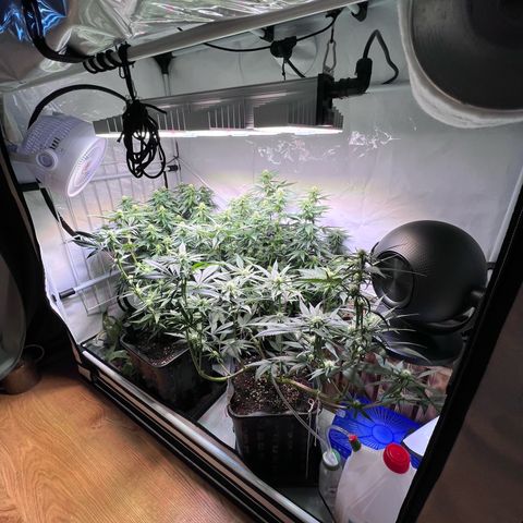 S.N.B  #1 growlog photo: Dito.