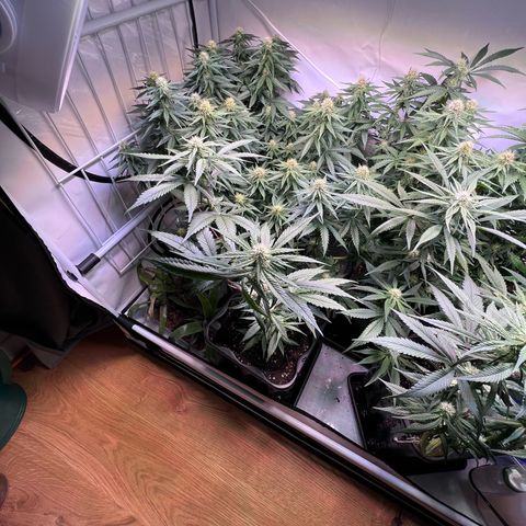 S.N.B  #1 growlog timeline photo