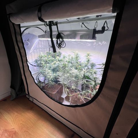 S.N.B  #1 growlog timeline photo