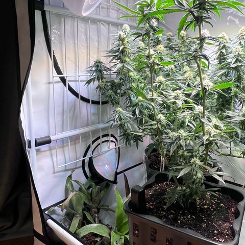 S.N.B  #1 growlog timeline photo