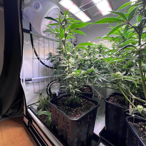 S.N.B  #1 growlog timeline photo