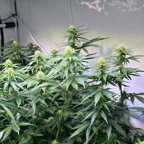 S.N.B  #1 growlog timeline photo