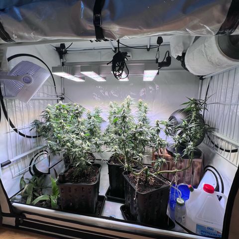 S.N.B  #1 growlog timeline photo