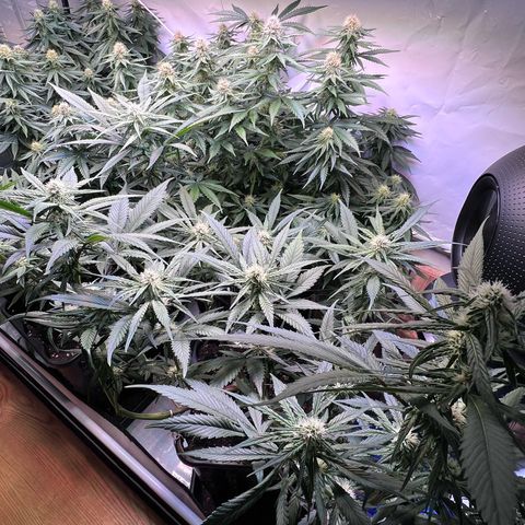 S.N.B  #1 growlog timeline photo