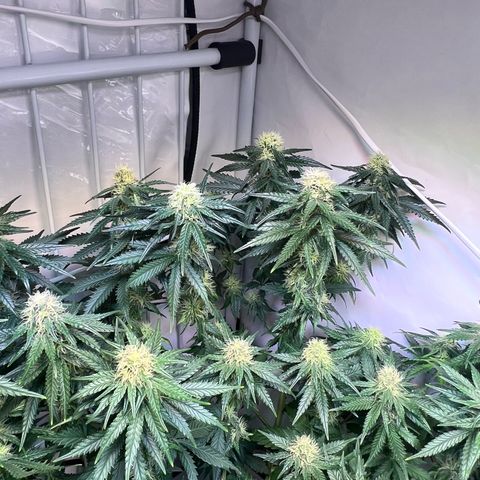 S.N.B  #1 growlog timeline photo