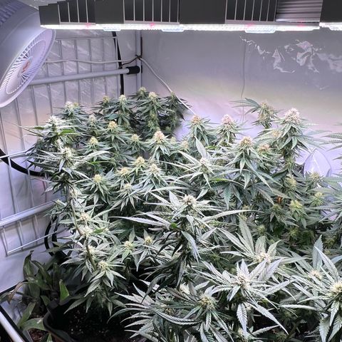 S.N.B  #1 growlog timeline photo