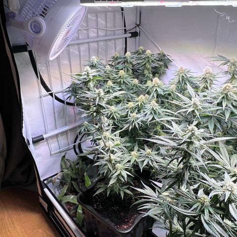 S.N.B  #1 growlog timeline photo