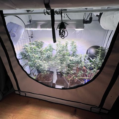 S.N.B  #1 growlog timeline photo