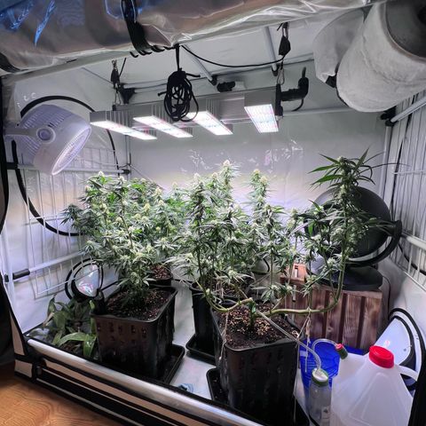 S.N.B  #1 growlog timeline photo