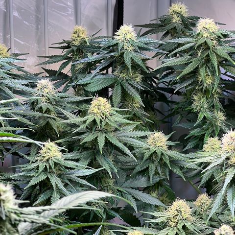 S.N.B  #1 growlog timeline photo