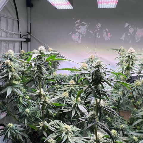 S.N.B  #1 growlog timeline photo