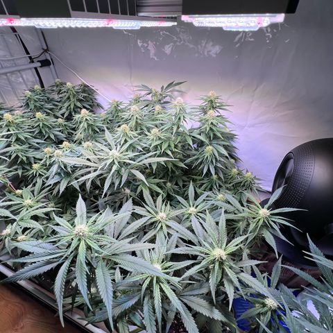 S.N.B  #1 growlog timeline photo