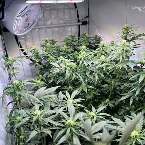 S.N.B  #1 growlog timeline photo