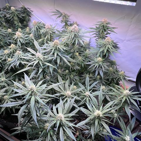 S.N.B  #1 growlog timeline photo