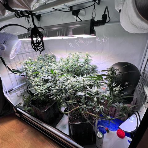 S.N.B  #1 growlog timeline photo