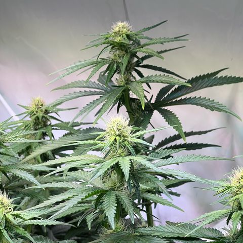 S.N.B  #1 growlog timeline photo