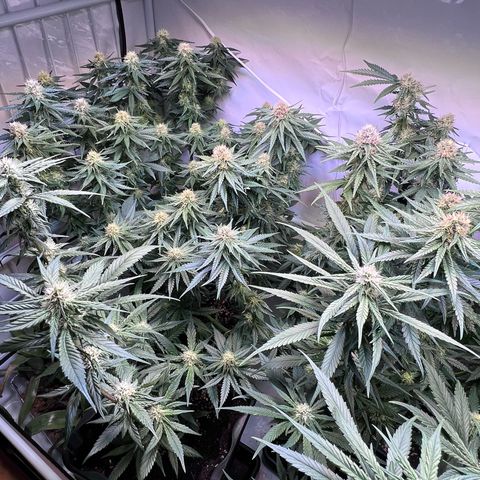 S.N.B  #1 growlog timeline photo