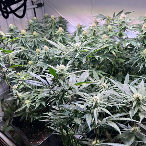 S.N.B  #1 growlog timeline photo
