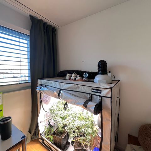 S.N.B  #1 growlog timeline photo