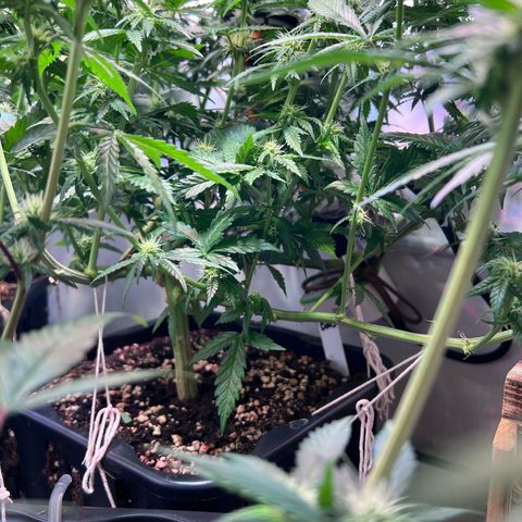 S.N.B  #1 growlog photo: Blätter abgezupft, eine gute Handvoll. 
Fenster gestern mit Klebeband abgedichtet im Schlafzimmer und der Küche.