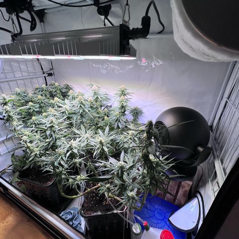 S.N.B  #1 growlog timeline photo