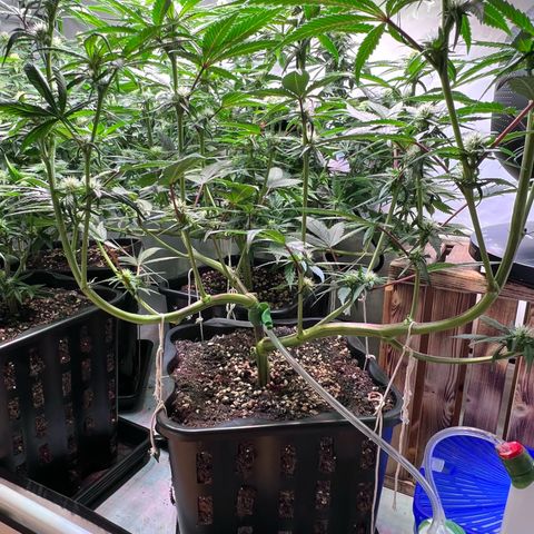 S.N.B  #1 growlog photo: Dito.