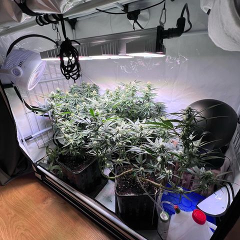 S.N.B  #1 growlog timeline photo