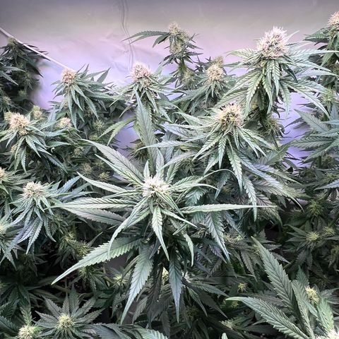 S.N.B  #1 growlog timeline photo