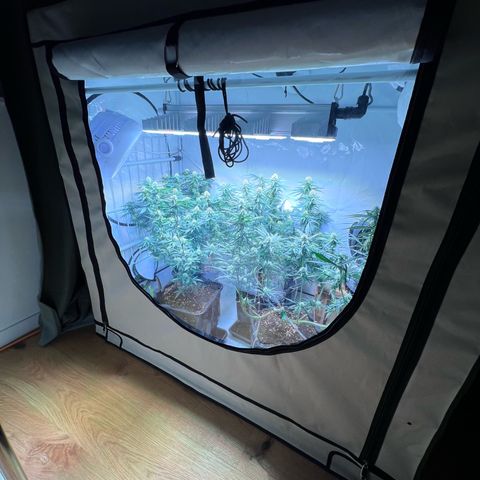 S.N.B  #1 growlog timeline photo