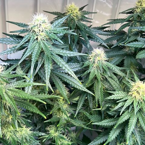 S.N.B  #1 growlog timeline photo