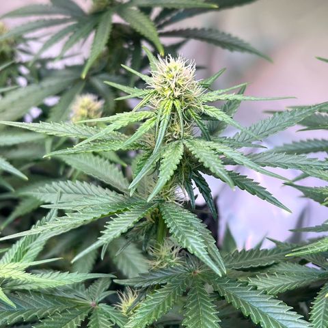 S.N.B  #1 growlog photo: Dito.