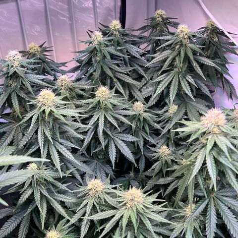 S.N.B  #1 growlog timeline photo