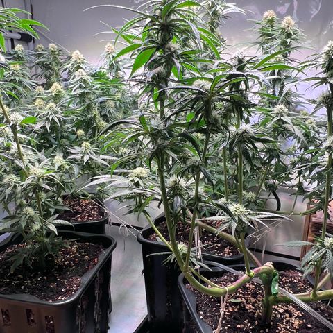 S.N.B  #1 growlog timeline photo