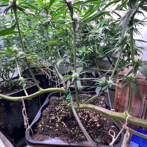 S.N.B  #1 growlog photo: Blätter abgezupft, eine gute Handvoll. 
Fenster gestern mit Klebeband abgedichtet im Schlafzimmer und der Küche.